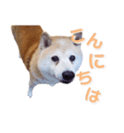 柴犬りくぽん（個別スタンプ：2）