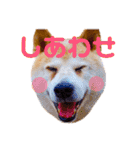 柴犬りくぽん（個別スタンプ：3）