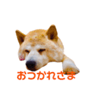 柴犬りくぽん（個別スタンプ：4）