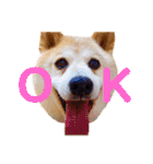 柴犬りくぽん（個別スタンプ：5）
