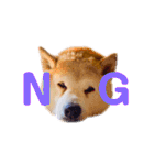 柴犬りくぽん（個別スタンプ：6）