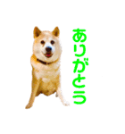 柴犬りくぽん（個別スタンプ：7）
