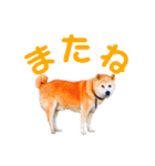 柴犬りくぽん（個別スタンプ：8）