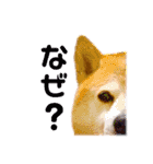 柴犬りくぽん（個別スタンプ：9）