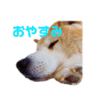 柴犬りくぽん（個別スタンプ：11）