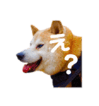 柴犬りくぽん（個別スタンプ：12）