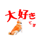 柴犬りくぽん（個別スタンプ：13）