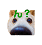 柴犬りくぽん（個別スタンプ：14）