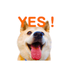 柴犬りくぽん（個別スタンプ：15）