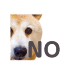 柴犬りくぽん（個別スタンプ：16）