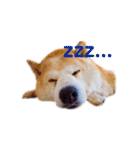 柴犬りくぽん（個別スタンプ：17）