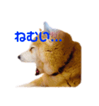 柴犬りくぽん（個別スタンプ：18）