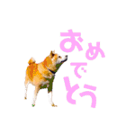 柴犬りくぽん（個別スタンプ：19）