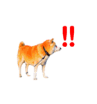 柴犬りくぽん（個別スタンプ：21）