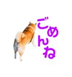 柴犬りくぽん（個別スタンプ：23）