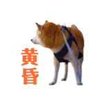 柴犬りくぽん（個別スタンプ：24）