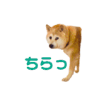 柴犬りくぽん（個別スタンプ：25）