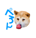 柴犬りくぽん（個別スタンプ：26）