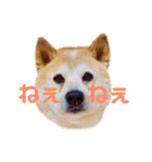 柴犬りくぽん（個別スタンプ：28）