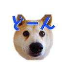 柴犬りくぽん（個別スタンプ：30）