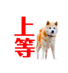 柴犬りくぽん（個別スタンプ：31）