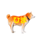柴犬りくぽん（個別スタンプ：32）