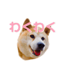 柴犬りくぽん（個別スタンプ：33）