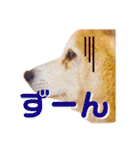 柴犬りくぽん（個別スタンプ：34）