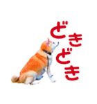 柴犬りくぽん（個別スタンプ：35）