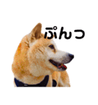 柴犬りくぽん（個別スタンプ：36）