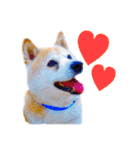 柴犬りくぽん（個別スタンプ：37）