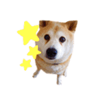 柴犬りくぽん（個別スタンプ：38）