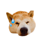 柴犬りくぽん（個別スタンプ：39）