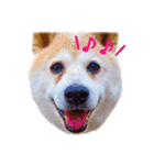 柴犬りくぽん（個別スタンプ：40）