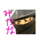 うるの反応代行サービス（個別スタンプ：3）