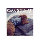 小麦のこむたん4♪（個別スタンプ：3）