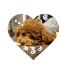 小麦のこむたん4♪（個別スタンプ：5）