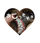 小麦のこむたん4♪（個別スタンプ：7）