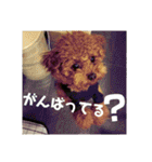 小麦のこむたん4♪（個別スタンプ：24）