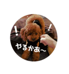 小麦のこむたん4♪（個別スタンプ：33）