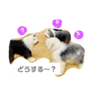 バーニーくんの日常スタンプ（個別スタンプ：1）