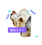 バーニーくんの日常スタンプ（個別スタンプ：4）