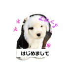 バーニーくんの日常スタンプ（個別スタンプ：9）