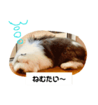 バーニーくんの日常スタンプ（個別スタンプ：11）