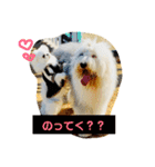バーニーくんの日常スタンプ（個別スタンプ：13）