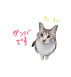 にゃんずと娘ちゃん2（個別スタンプ：16）