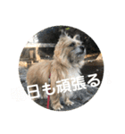 ケアンテリア まろん 日常フレーズ 1（個別スタンプ：3）