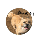 ケアンテリア まろん 日常フレーズ 1（個別スタンプ：4）