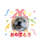 ケアンテリア まろん 日常フレーズ 1（個別スタンプ：9）