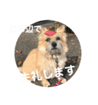 ケアンテリア まろん 日常フレーズ 1（個別スタンプ：10）